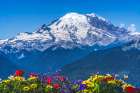 Colorful flowers, Mount Rainier, Crystal Mountain lookout, Pierce County, Washington State, Usa. Art Print